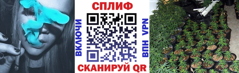 Конопля сатива Дегтярск